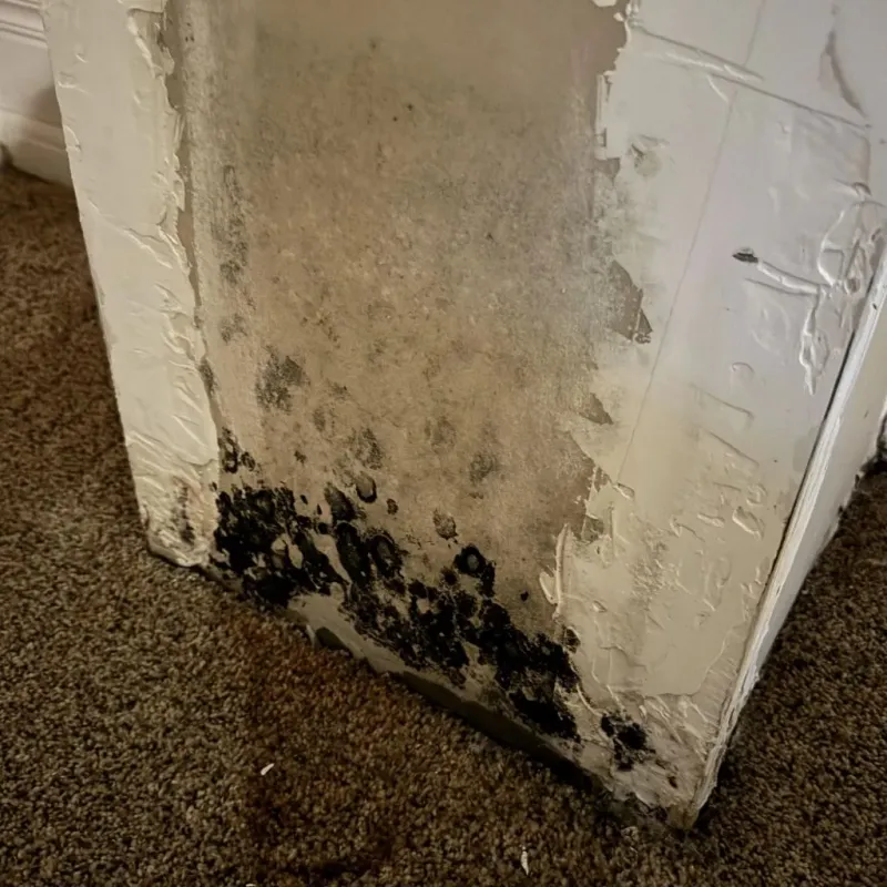 Professional Mold Removal in Utica, NY